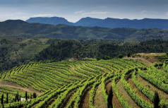 El Lloar Weingut